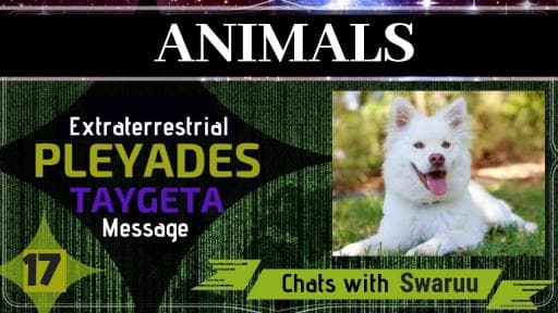 泰格坦昴宿星文明（第三部分）- 昴宿星动物